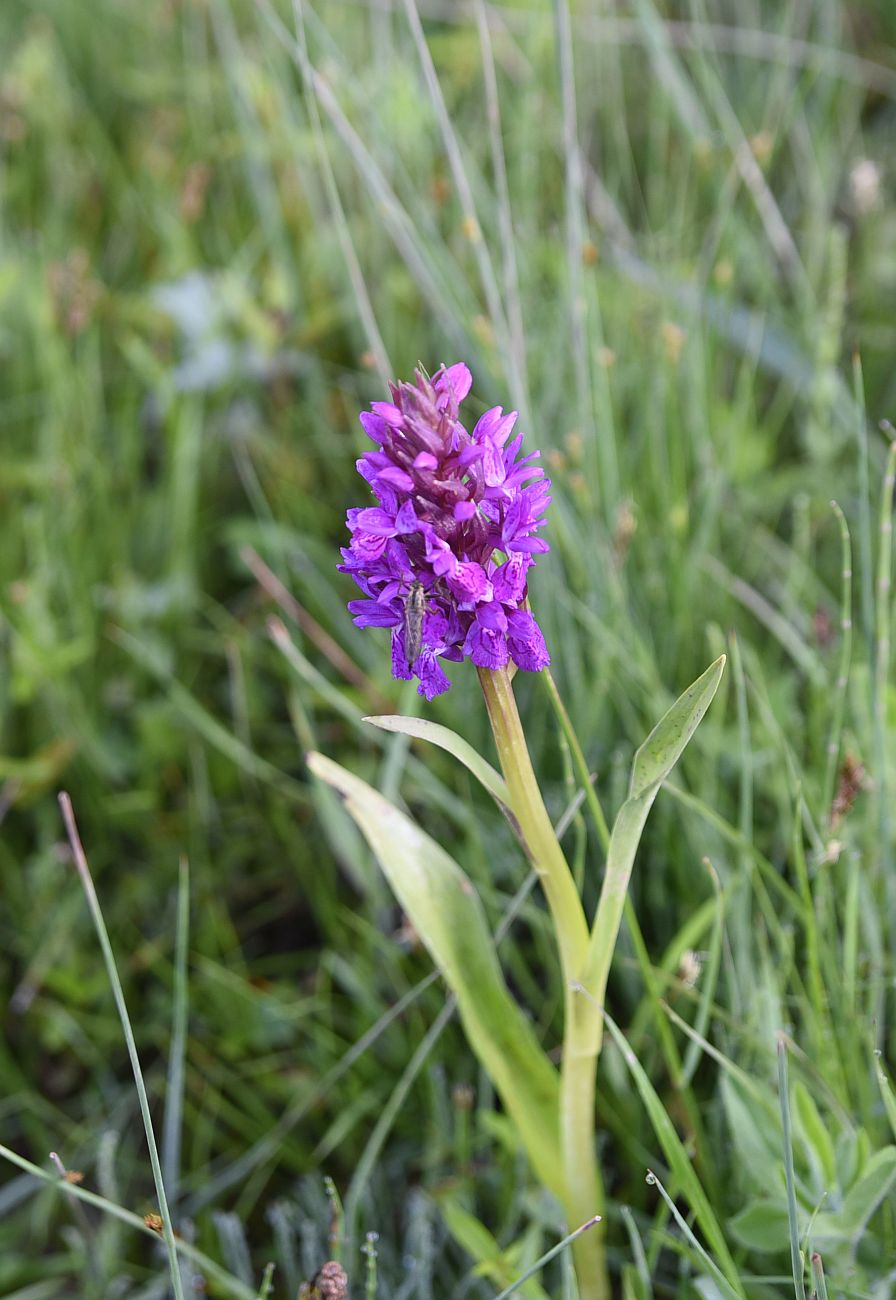 Изображение особи Dactylorhiza euxina.