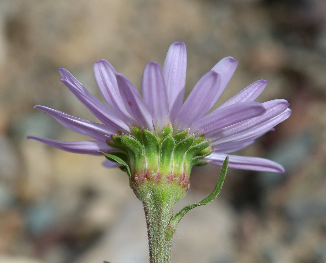 Изображение особи Aster alpinus.