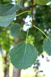 Populus tremula. Лист. Санкт-Петербург, Приморский р-н, окр. пересечения просп. Авиаконструкторов и ул. Шаврова, в культуре(?). 06.08.2022.