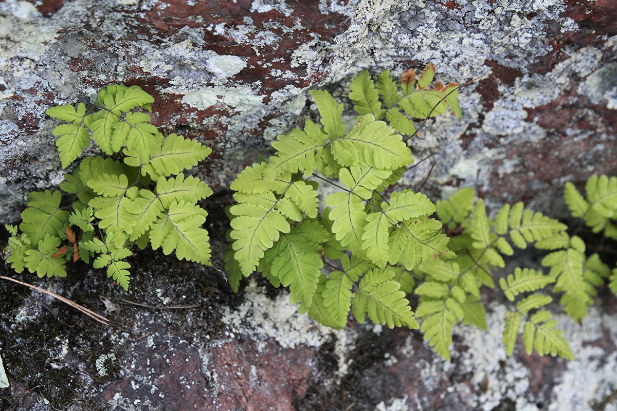 Изображение особи Gymnocarpium dryopteris.