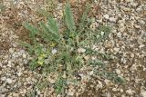 genus Astragalus