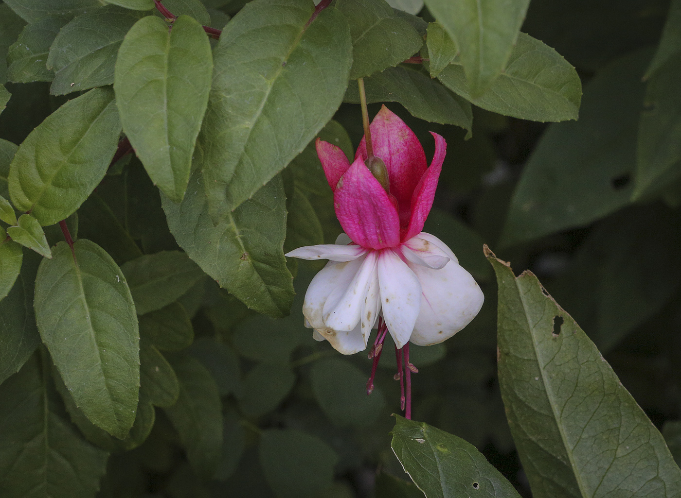 Image of Fuchsia hybrida specimen.