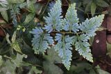 genus Selaginella