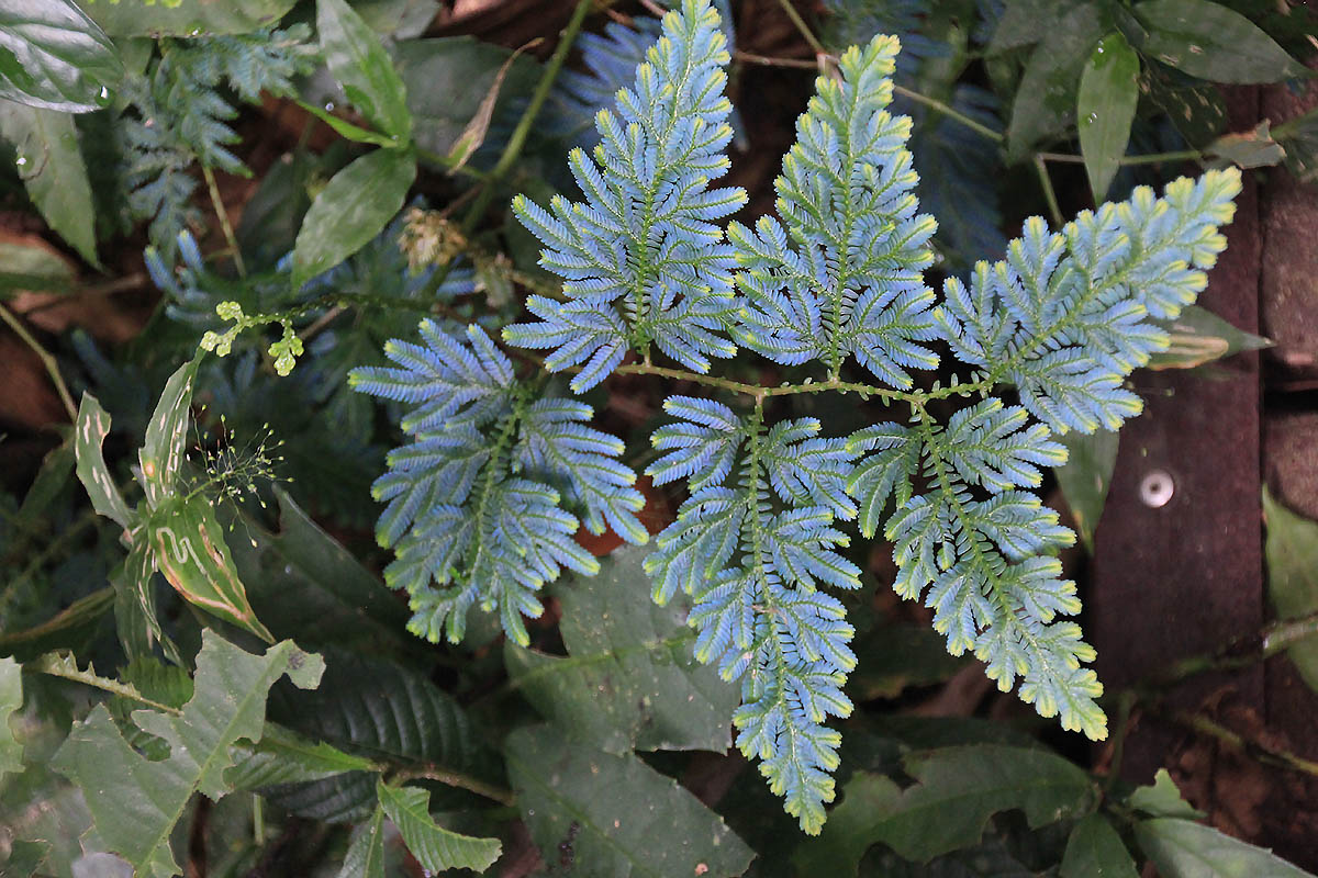 Image of genus Selaginella specimen.