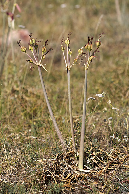 Image of Ungernia sewerzowii specimen.