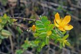 род Hypericum