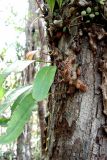 класс Polypodiopsida. Растение на стволе дерева. Малайзия, штат Саравак, национальный парк \"Бако\". 30.04.2008.