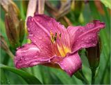 Hemerocallis × hybrida