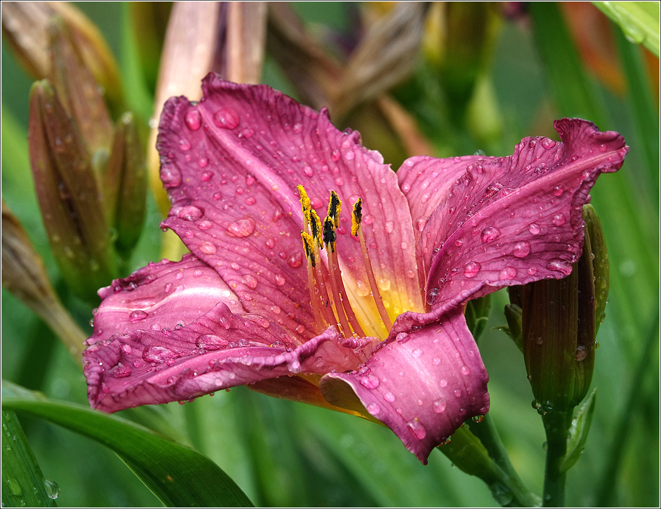 Изображение особи Hemerocallis &times; hybrida.