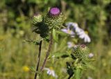 Cirsium vlassovianum. Верхушка растения с соцветиями. Приморский край, Уссурийский гор. округ, окр. с. Монакино, луг на небольшой сопке. 03.09.2022.