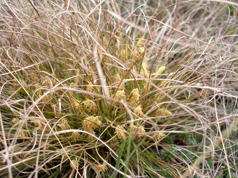 Image of Carex humilis specimen.