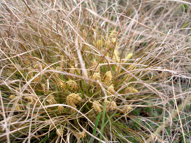 Изображение особи Carex humilis.