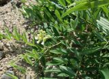 Sophora flavescens