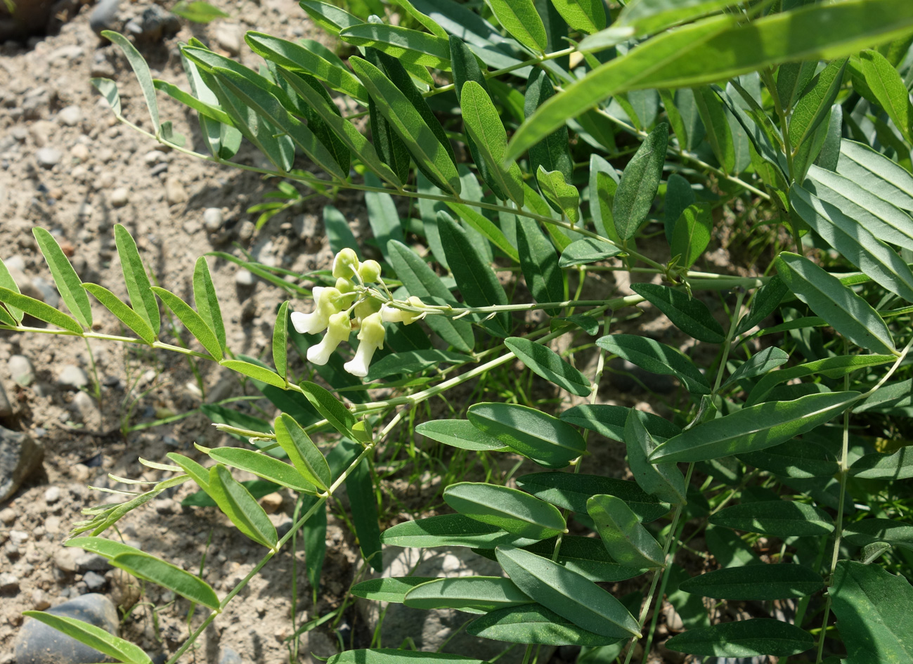 Изображение особи Sophora flavescens.