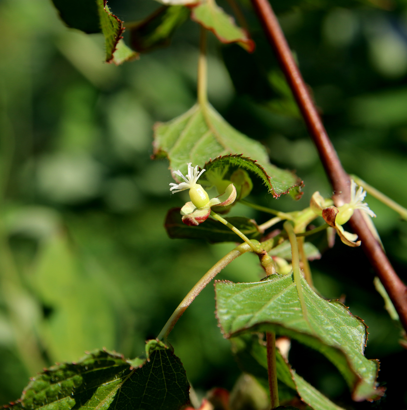 Image of Actinidia kolomikta specimen.