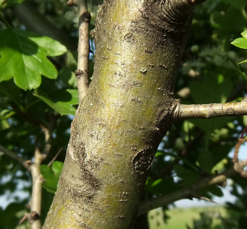 Image of Crataegus monogyna specimen.