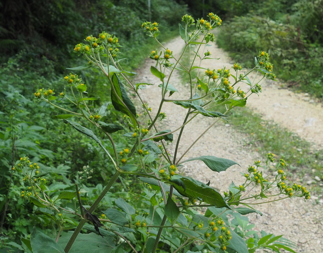 Изображение особи Sigesbeckia orientalis.