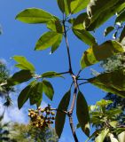 Pittosporum napaulense. Верхушка ветви с соплодием (вид снизу). Абхазия, г. Сухум, Сухумский ботанический сад. 25.09.2022.
