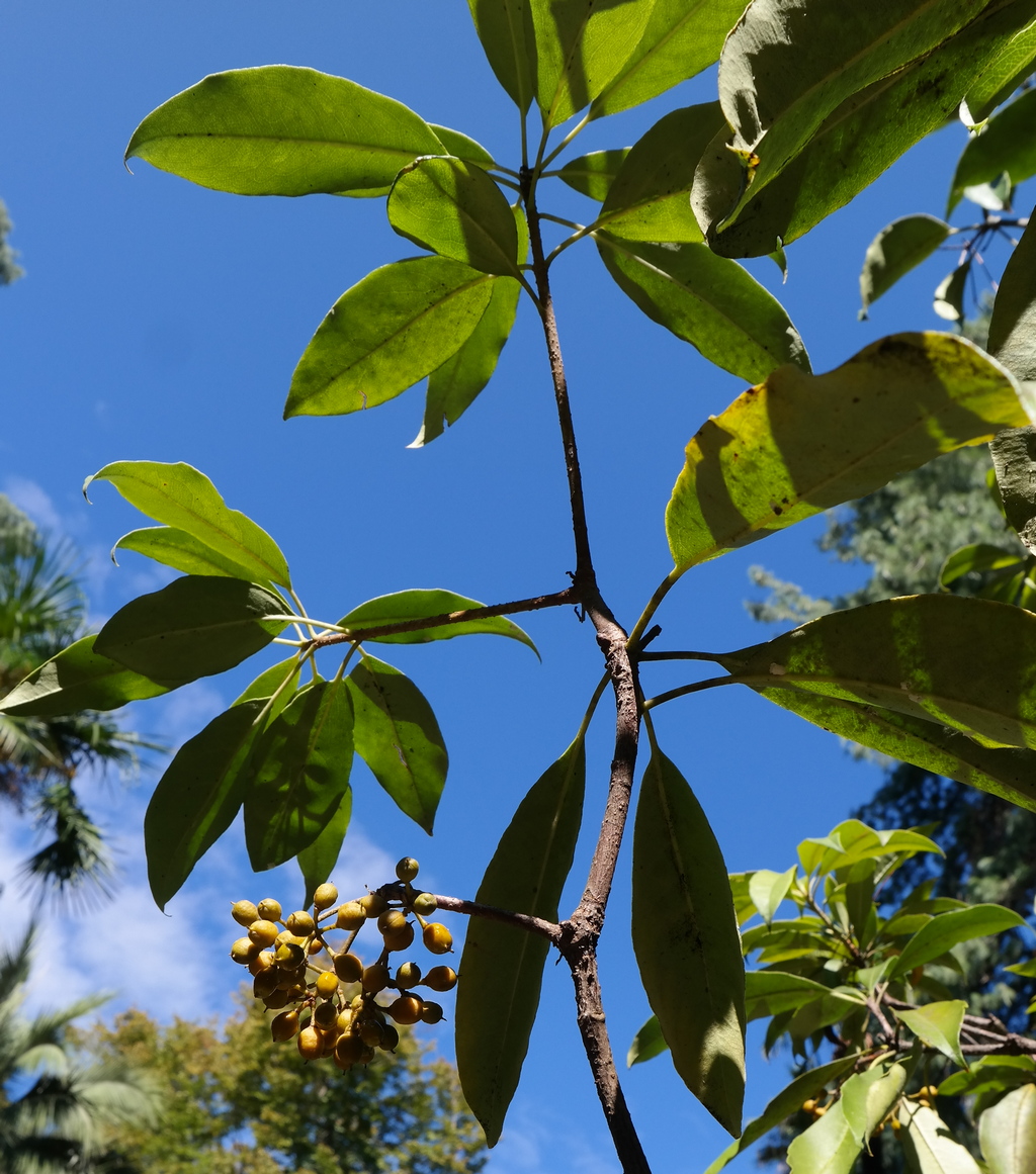 Image of Pittosporum napaulense specimen.