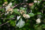 Sorbus graeca. Верхушка ветви с отцветшими соцветиями и формирующимися плодами. Армения, обл. Арагацотн, гора Арагац, ущелье р. Аркашен, окр. крепости Амберд, ≈ 2300 м н.у.м., опушка широколиственного леса с преобладанием Quercus. 20.06.2022.