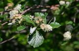 Sorbus graeca