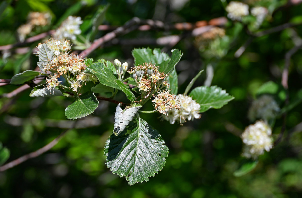 Изображение особи Sorbus graeca.