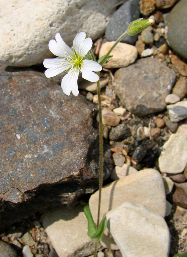 Изображение особи Cerastium arvense.