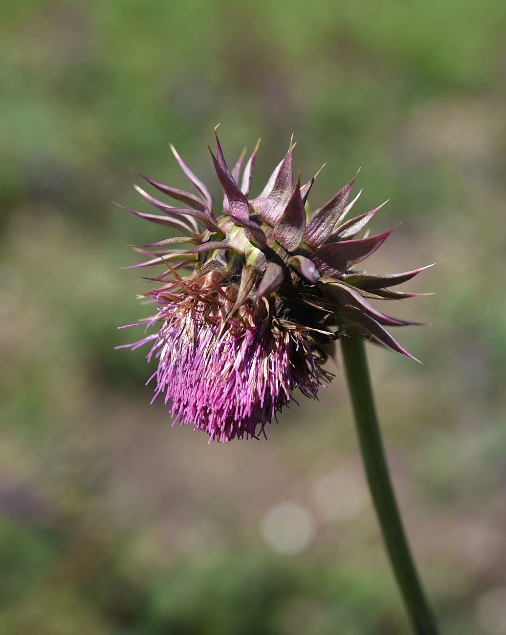Image of Carduus thoermeri specimen.