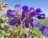 Geranium gymnocaulon. Соцветия с цветками и бутонами. Карачаево-Черкесия, Урупский р-н, Кавказский биосферный заповедник, Имеретинский горный узел, сев-вост. склон пика Ставрополь, верхняя стоянка Имеретинской тропы, ≈ 2400 м н.у.м., альпийский луг, в скальной расщелине. 28.07.2022.