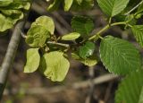 genus Ulmus