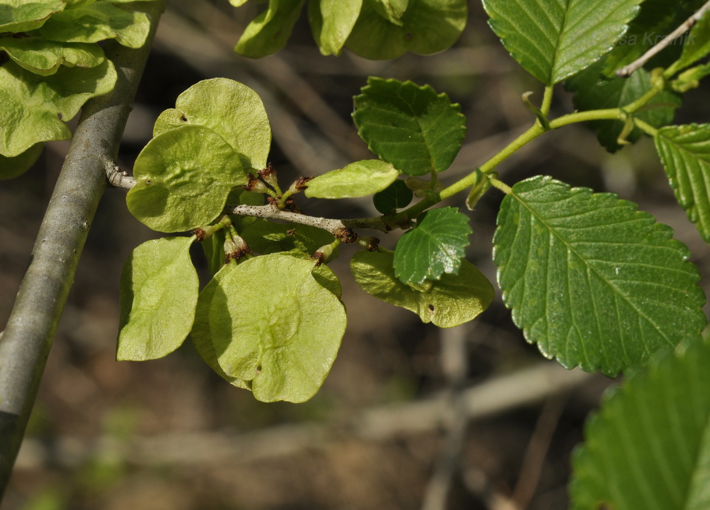 Изображение особи род Ulmus.