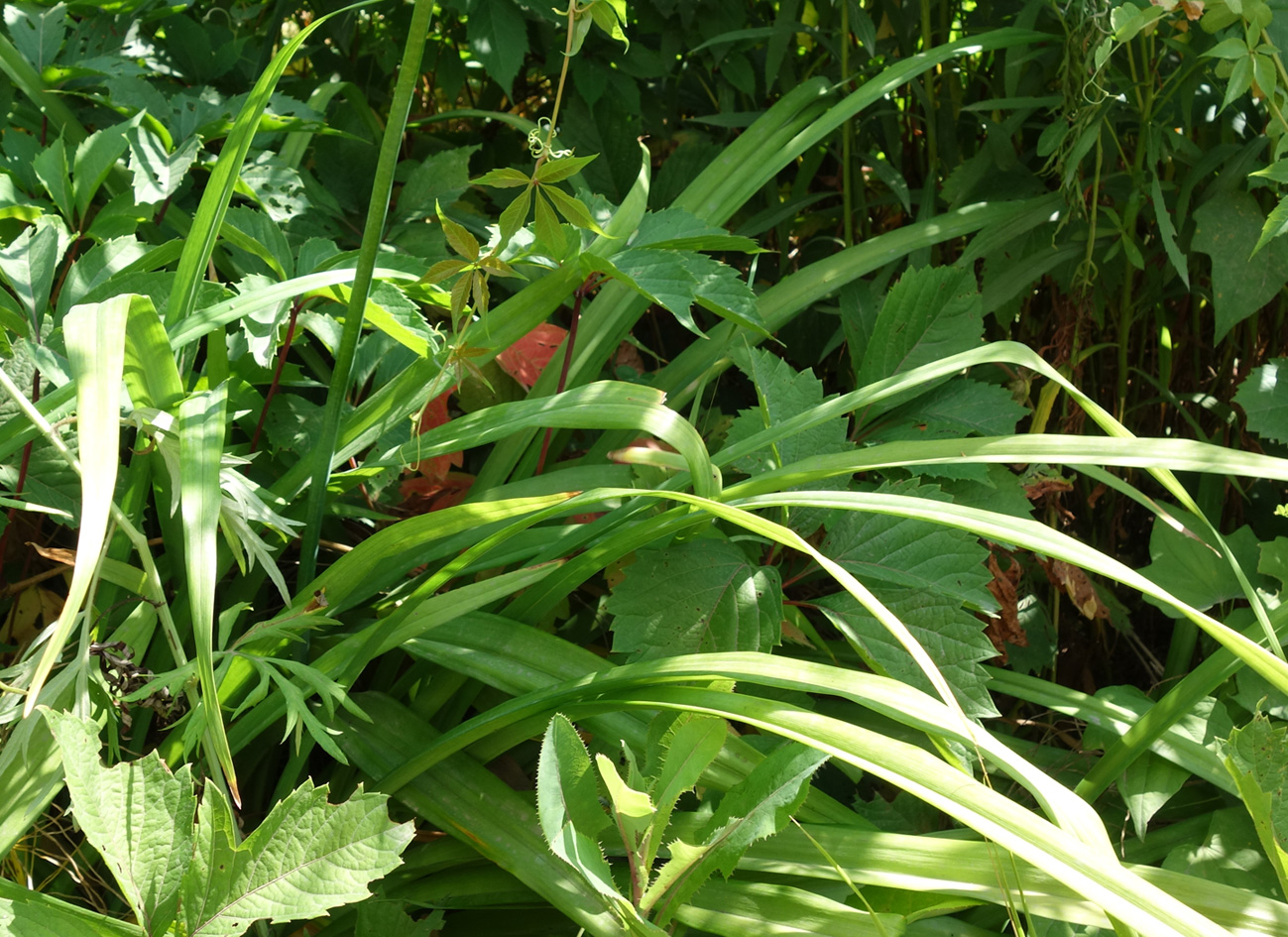 Image of genus Hemerocallis specimen.