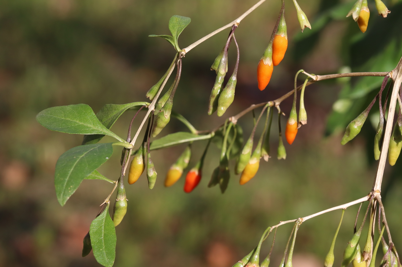 Изображение особи Lycium barbarum.