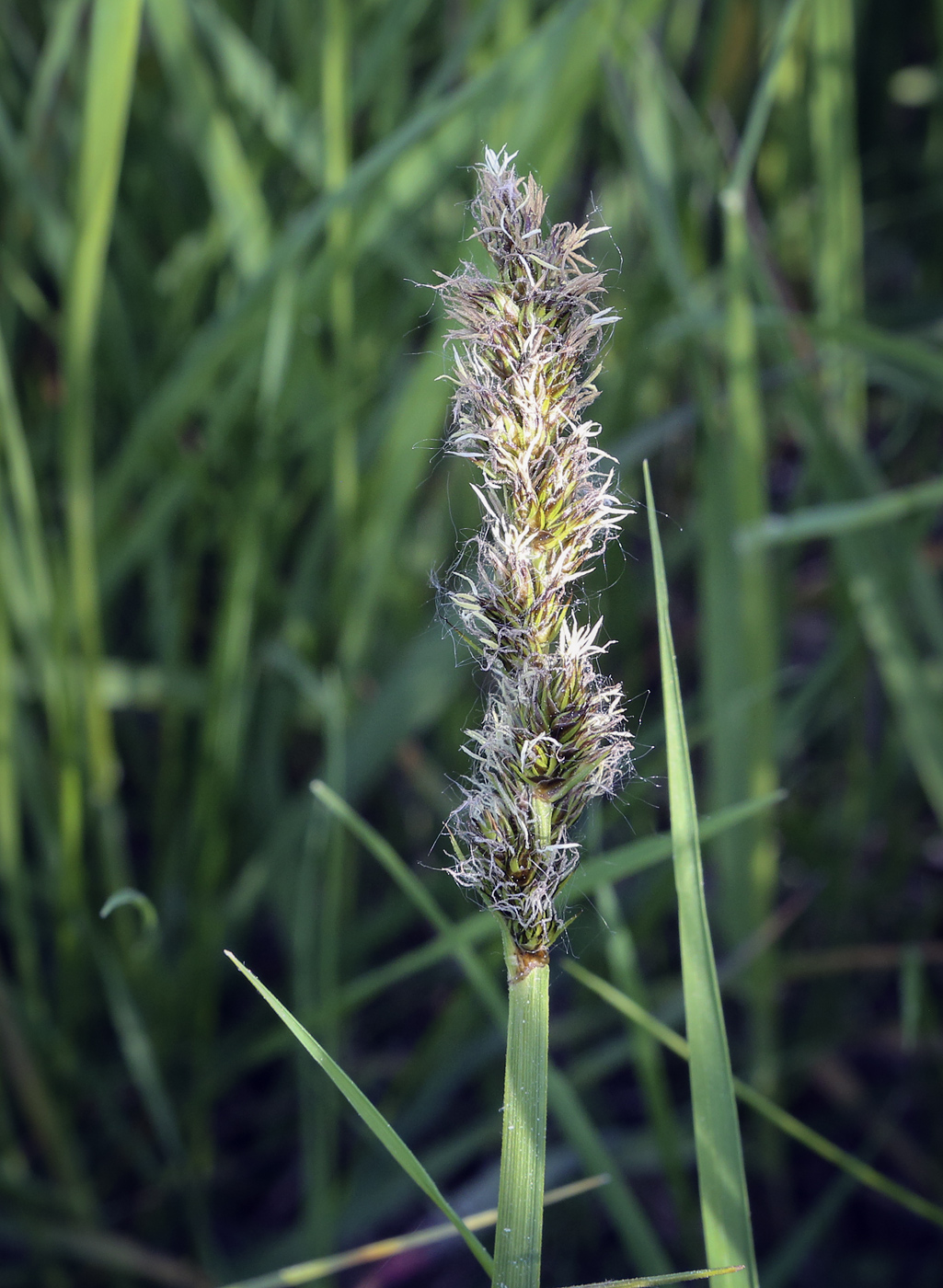 Image of Carex vulpina specimen.