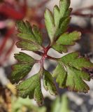 Geranium purpureum. Лист. Испания, автономное сообщество Каталония, провинция Жирона, комарка Баш Эмпорда, муниципалитет Тороэлья-де-Монгри, окр. часовни Санта-Катерина, куртины молодой поросли Quercus coccifera. 26.03.2023.