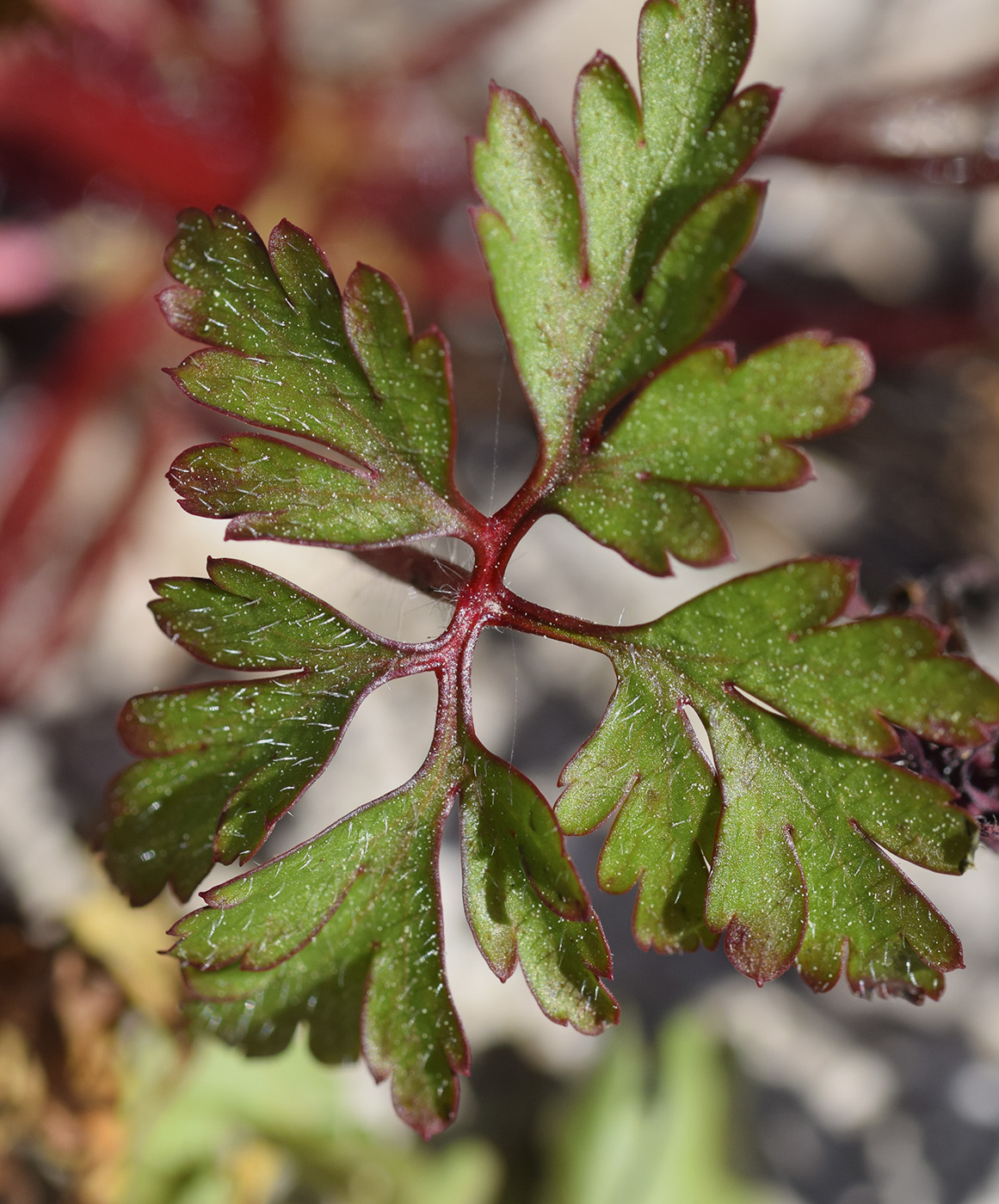 Изображение особи Geranium purpureum.