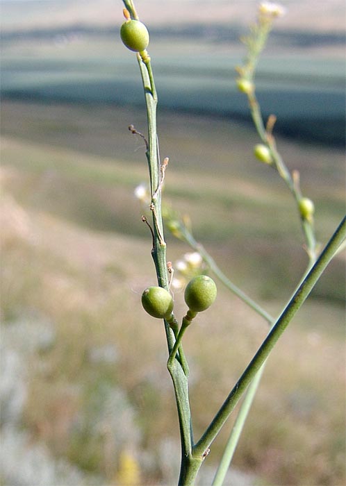 Изображение особи Crambe koktebelica.