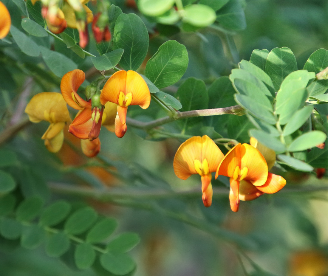 Image of Colutea cilicica specimen.