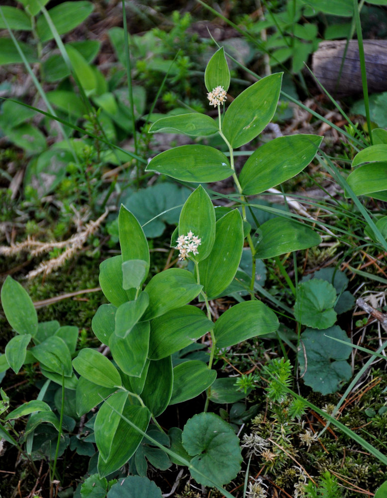 Изображение особи Smilacina dahurica.