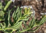 Argusia sibirica