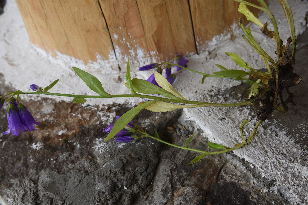 Image of Campanula hohenackeri var. darialica specimen.