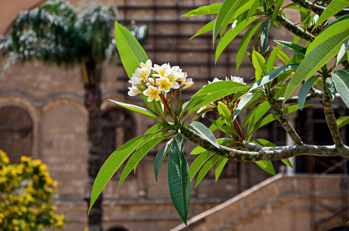 Изображение особи Plumeria rubra var. acutifolia.