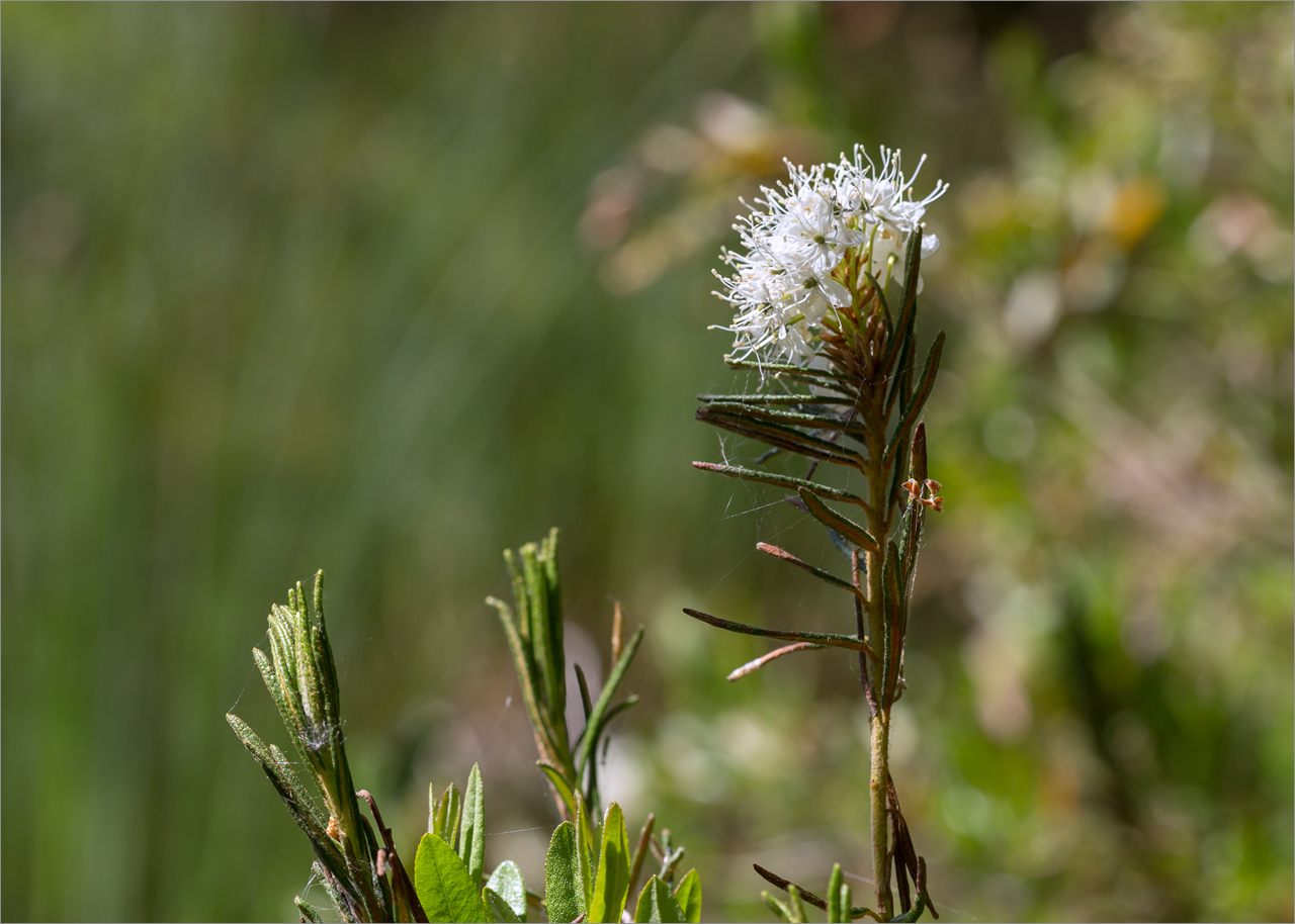 Image of Ledum palustre specimen.