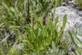 Campanula saxifraga. Основание цветущего растения (белоцветковая форма). Карачаево-Черкесия, Карачаевский р-н, долина р. Кичкинекол, выс. ≈ 2200 м н.у.м. 16.07.2022.