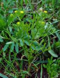 Ranunculus variety tuberculatus