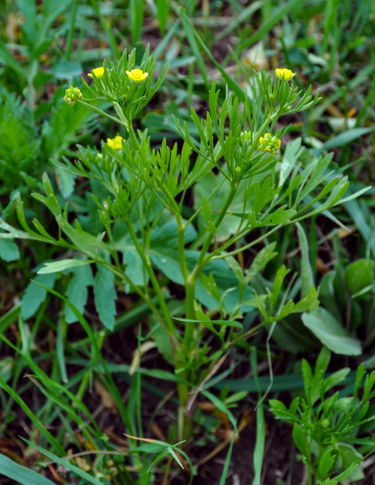 Изображение особи Ranunculus arvensis var. tuberculatus.