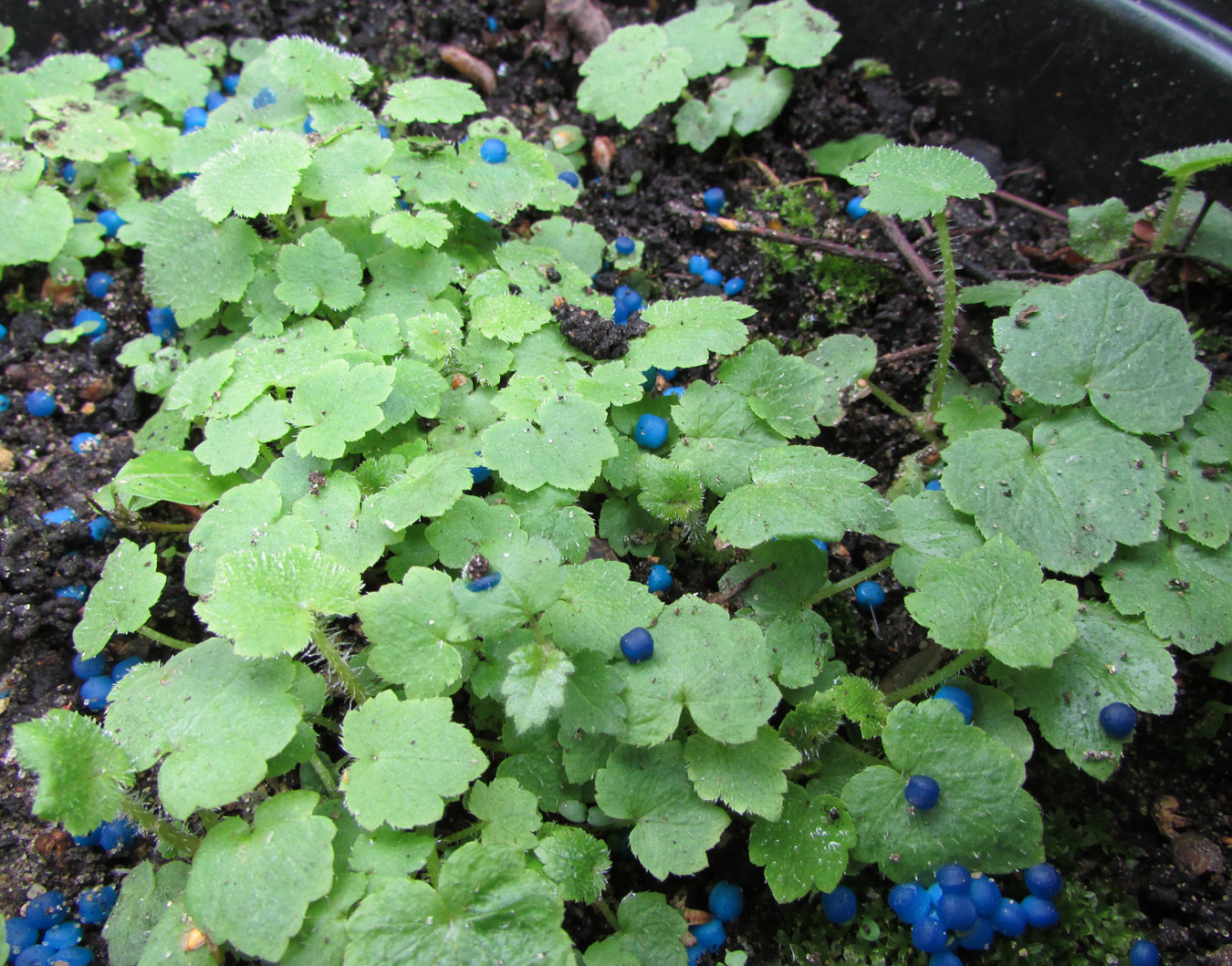 Изображение особи Astilboides tabularis.