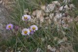 familia Asteraceae