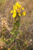 genus Hieracium