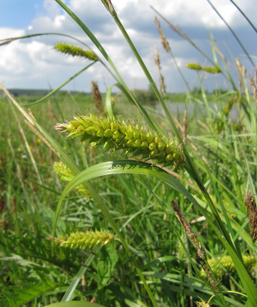 Изображение особи Carex vesicaria.